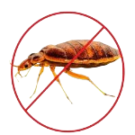 safeimagekit bed bugs pest contro... imresizer.jpg removebg preview (1)