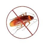 safeimagekit cockroach pest contr... imresizer.jpg removebg preview