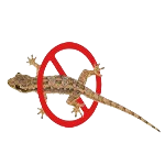 safeimagekit images 2 imresizer.jpg removebg preview